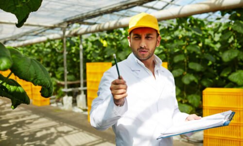 Farming specialist in uniform pointing at green vegetation in hothouse